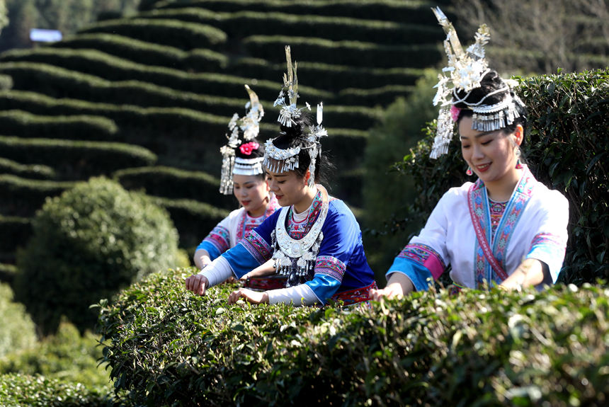 广西三江：茶乡茶园竞采茶