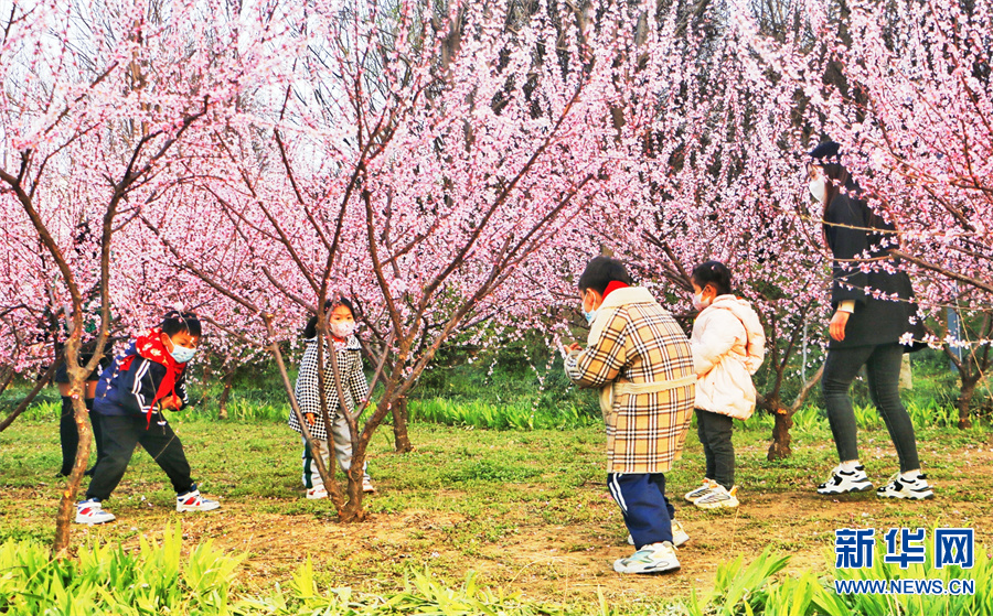 商丘柘城：春花春色舞春风