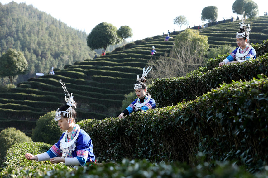 广西三江：茶乡茶园竞采茶