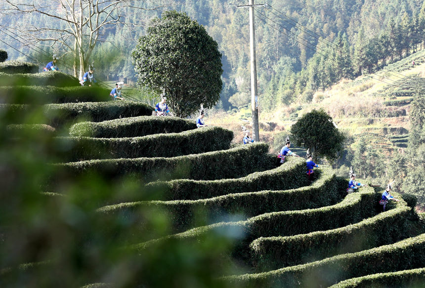 广西三江：茶乡茶园竞采茶