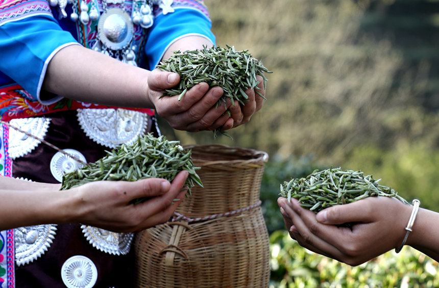 广西三江：茶乡茶园竞采茶