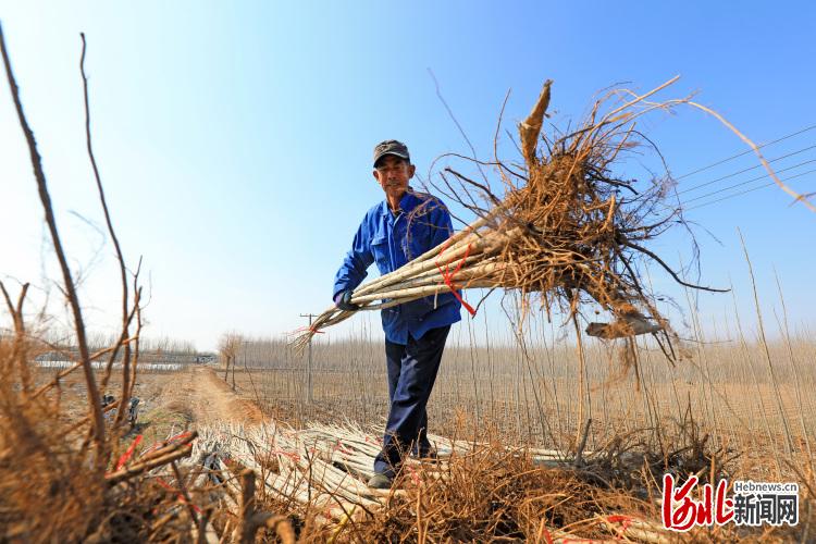 河北滦南：绿化苗木起运忙