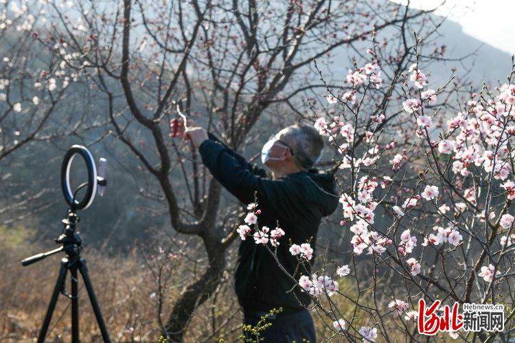 河北遵化：网络直播 科技助农