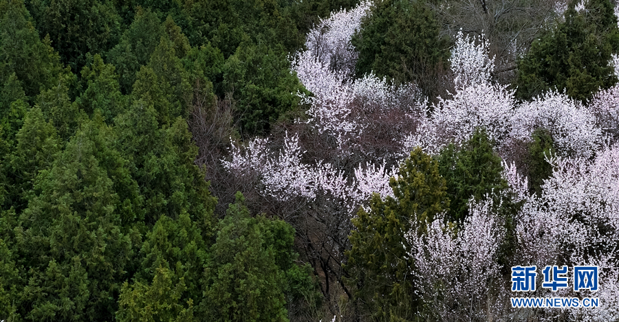 春风十里 北京这里有片“桃花海”