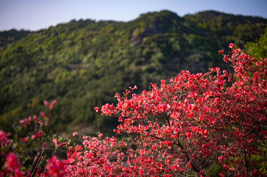 湖北浠水：人间芳菲盛 杜鹃花开迎客来