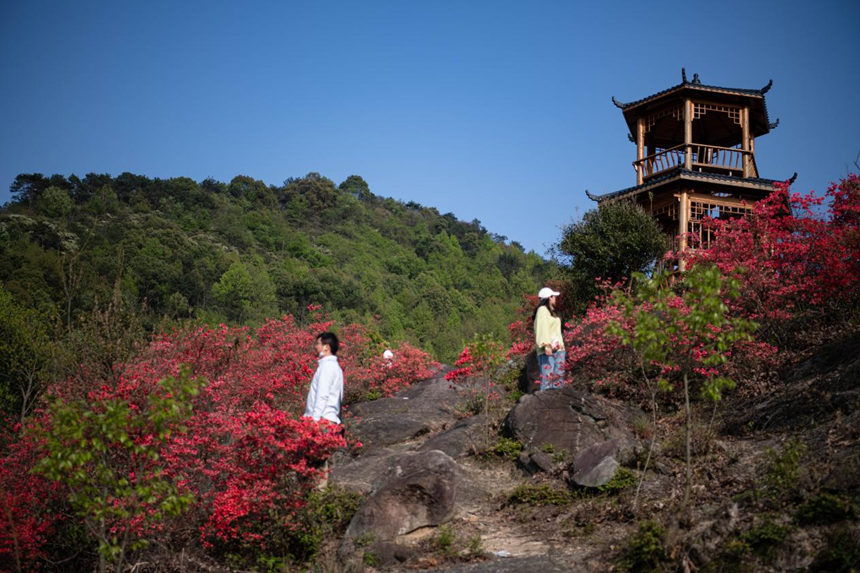 湖北浠水：人间芳菲盛 杜鹃花开迎客来