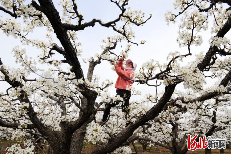 河北广平：抢抓农时 梨农授粉忙