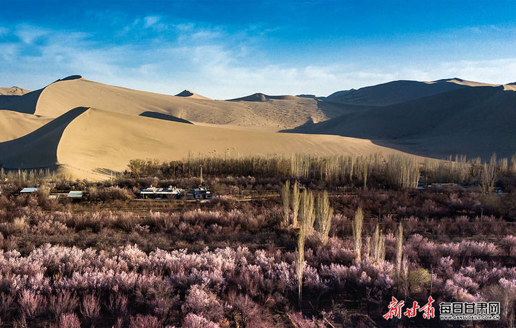 【焦点图+酒泉列表+文旅图文列表】敦煌：鸣沙山下杏花开 月牙泉边柳色新