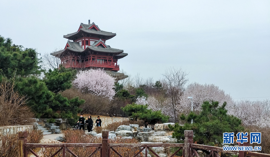 春风十里 北京这里有片“桃花海”