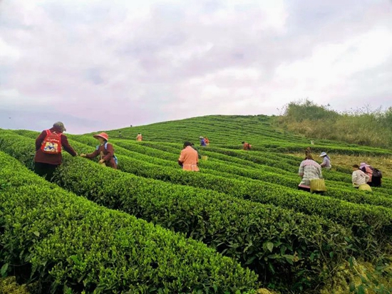 （供稿）贵州瓮安：春茶采摘进行时 1.75万亩茶园开采_fororder_微信图片_20220401111031