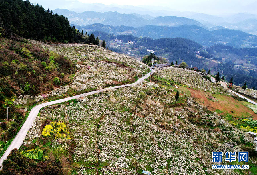 湖北咸丰：千亩梨花醉山城