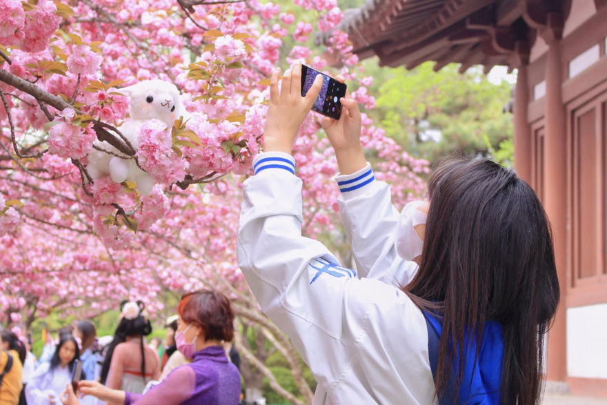 Cherry Blossoms at the Millenary Temple in Yanta District, Xi'an City_fororder_图片5