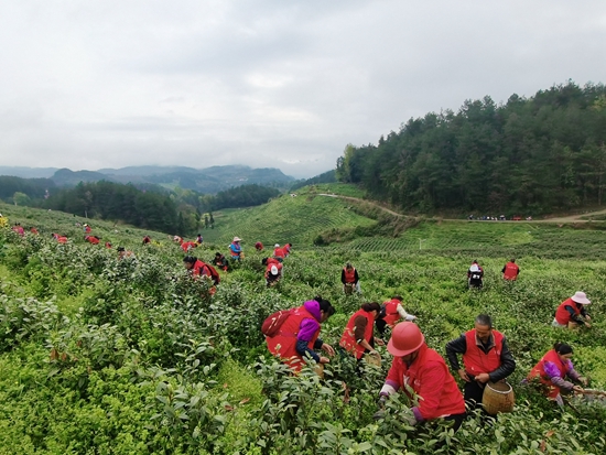 贵州思南：15.08万亩茶园吐翠采茶忙_fororder_思南3