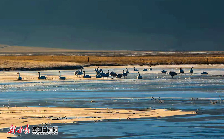 大量黑颈鹤归来 春日玛曲采日玛湿地美出新境界