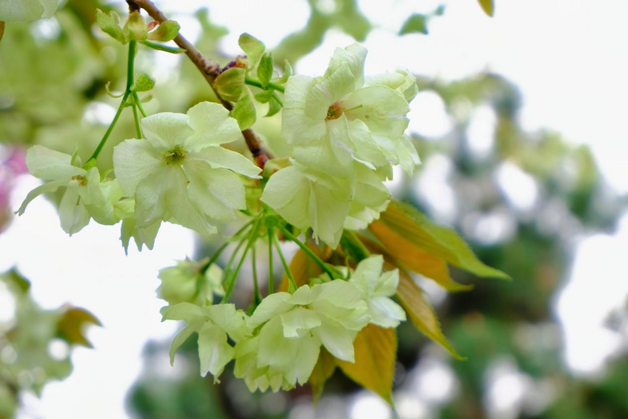 西安市雁塔区、桜満開の千年の古寺_fororder_图片8