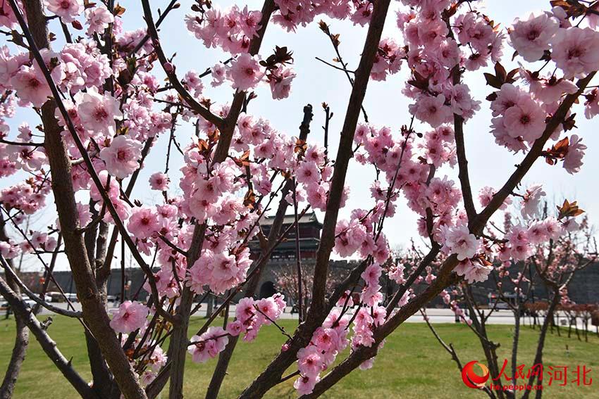 河北石家庄：古城花开春意浓