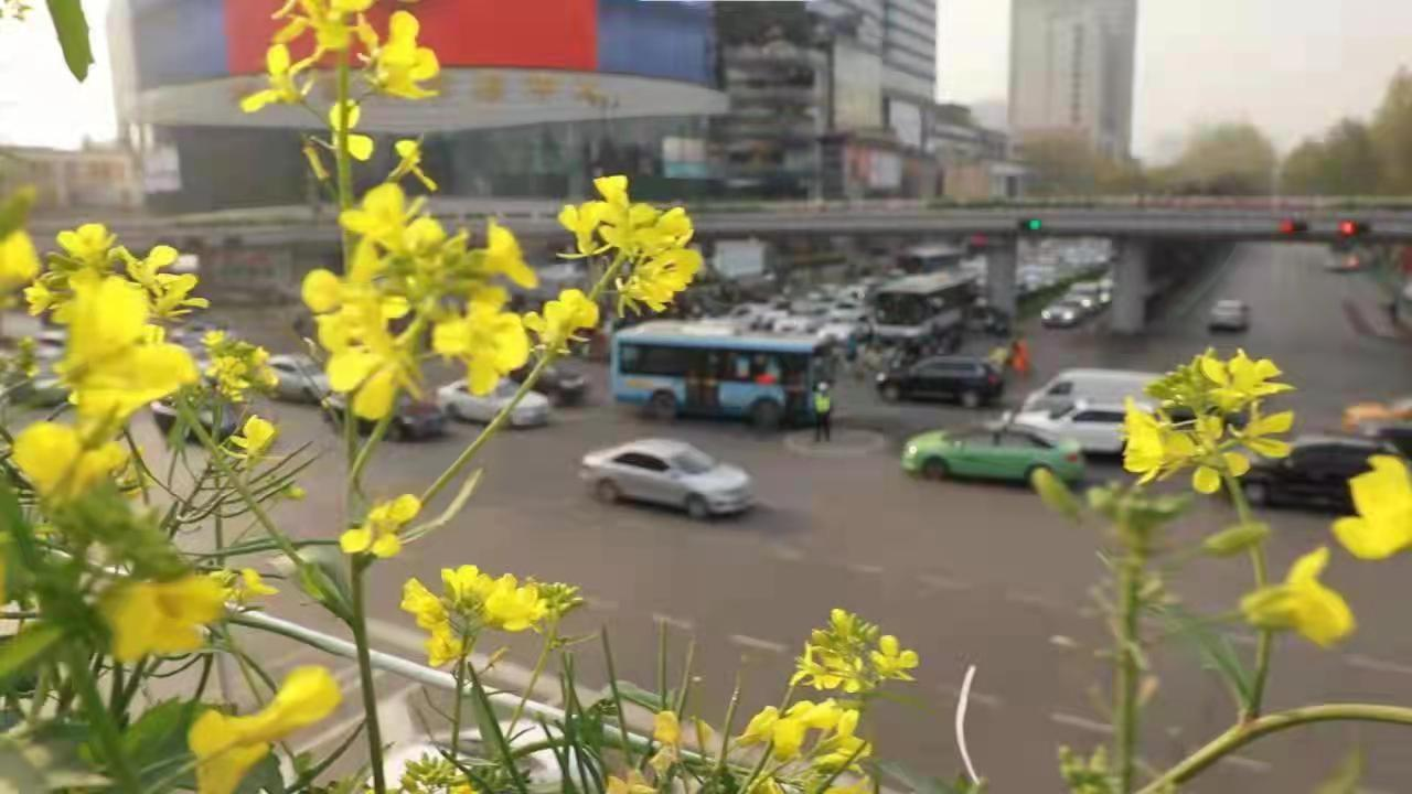 带着春光来看你 汉中油菜花亮相西安街头_fororder_图片8