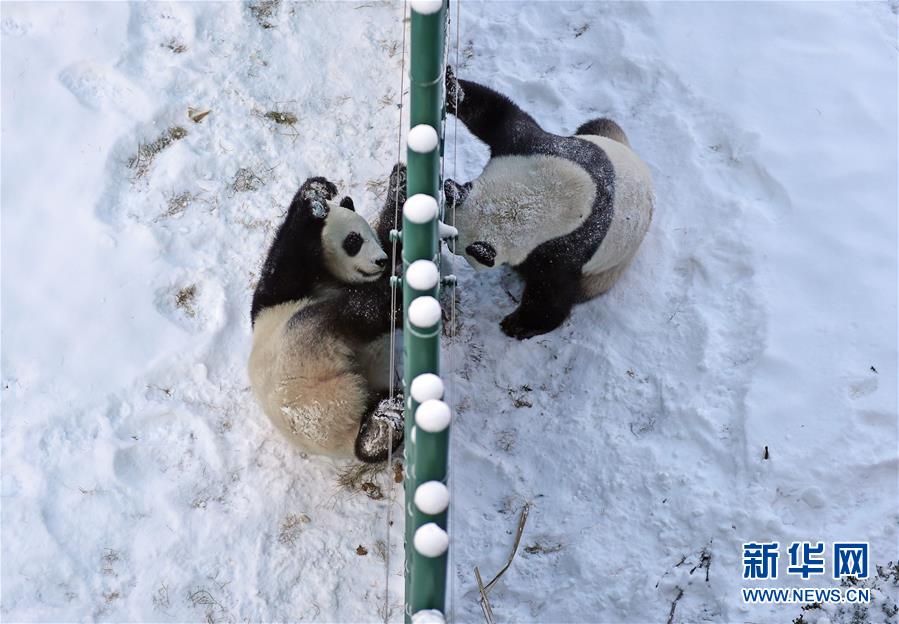 辽宁沈阳：“功夫熊猫”雪中显身手