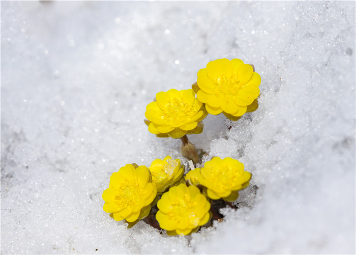 吉林：迎春傲雪的林海雪莲