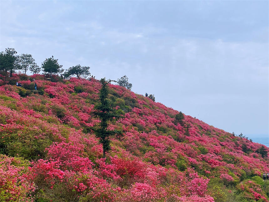 最美人间四月天 漫山杜鹃花正红