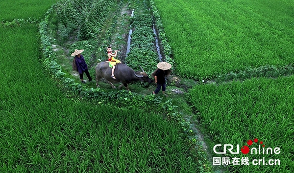 图片默认标题