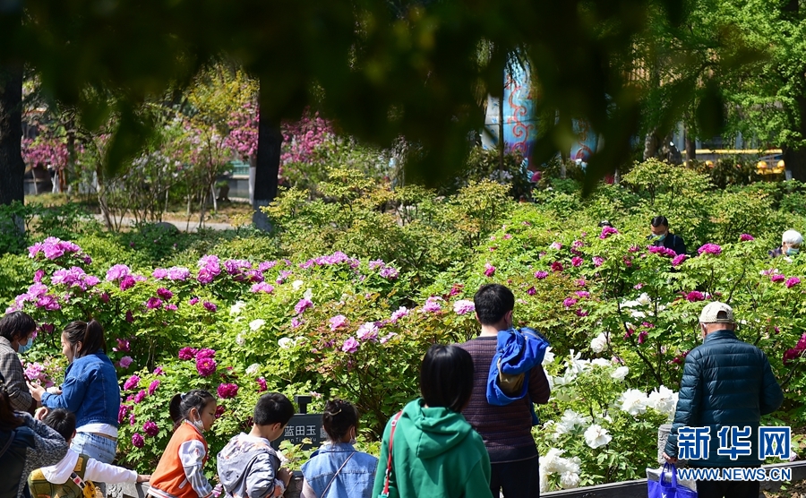 河南洛阳：牡丹花开迎客来