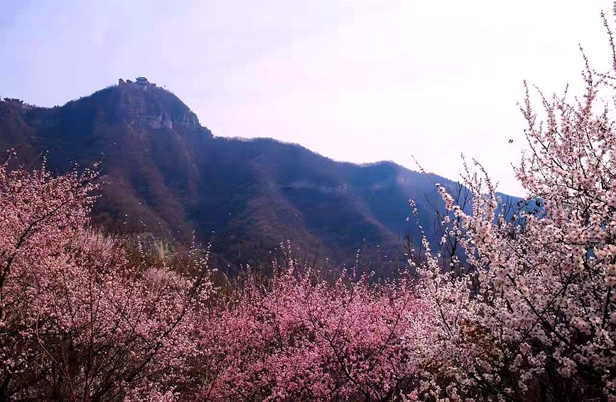 河南云台山万亩花海惊艳绽放