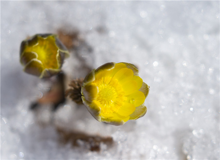 吉林：迎春傲雪的林海雪莲