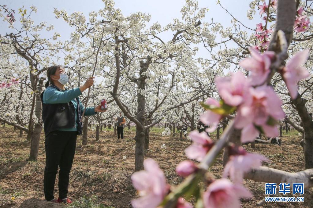 运城稷山：梨花风起正清明 田间地头农事忙