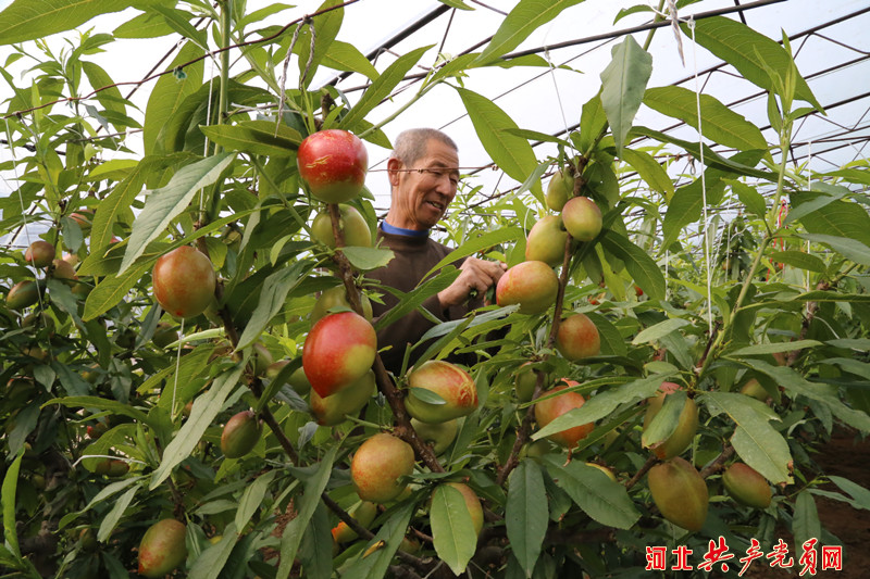 河北迁安：油桃满枝富农家