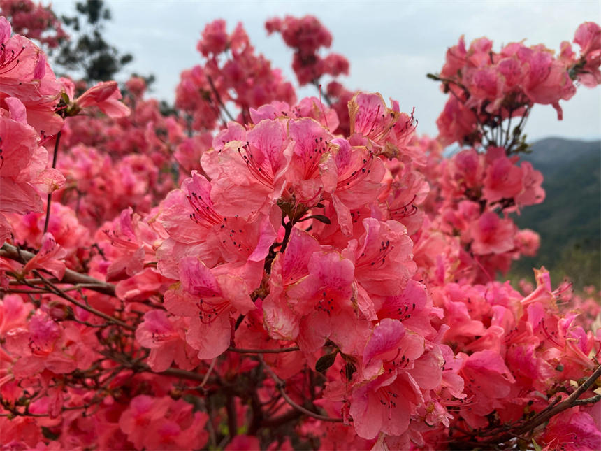 最美人间四月天 漫山杜鹃花正红