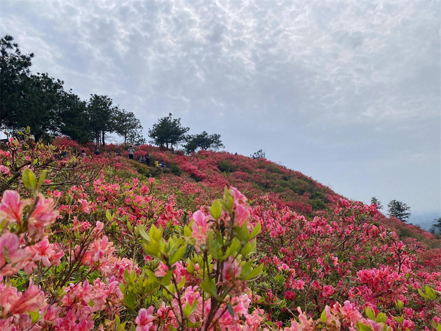 最美人间四月天 漫山杜鹃花正红