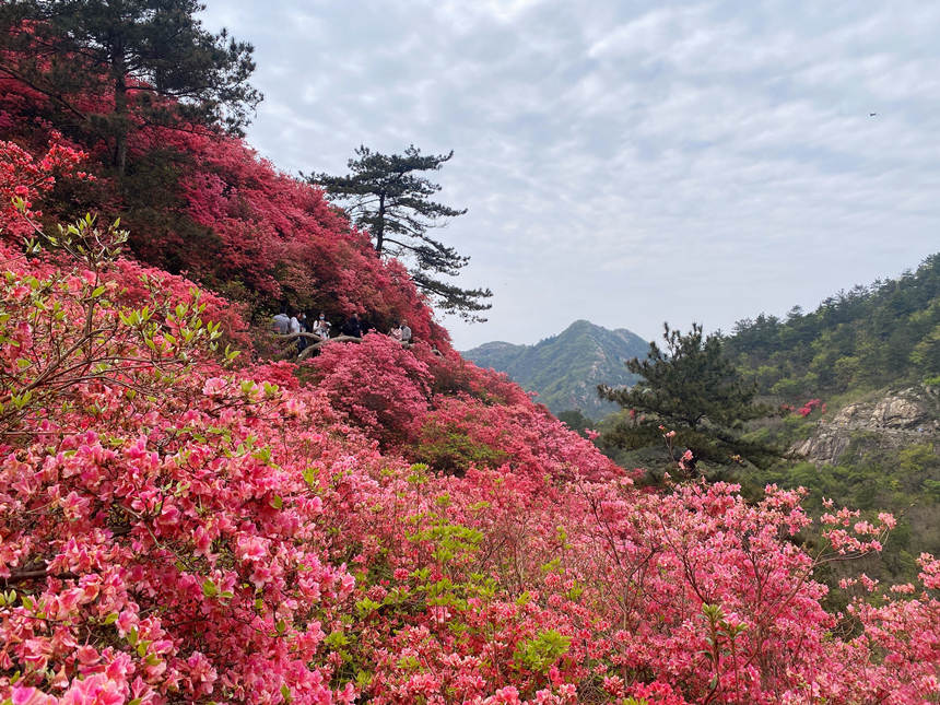 最美人间四月天 漫山杜鹃花正红