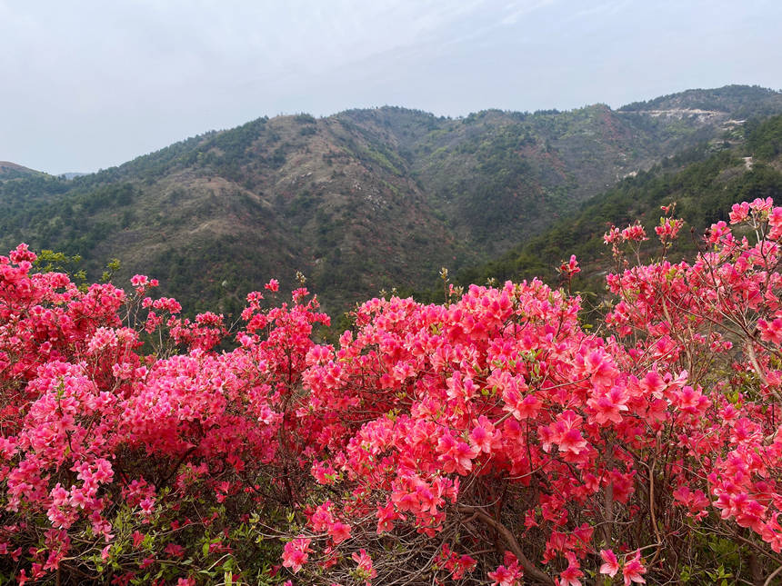 最美人间四月天 漫山杜鹃花正红