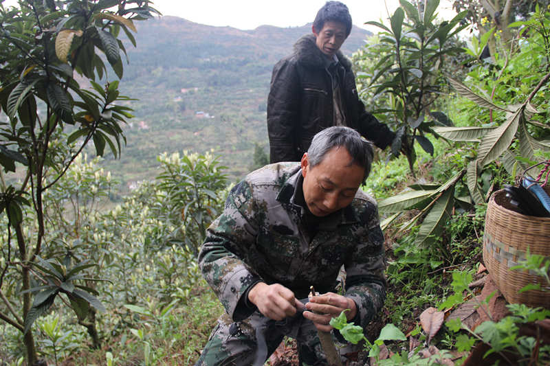 [脱贫攻坚我们在行动]重庆云阳县：“授人以渔”带领群众脱贫致富