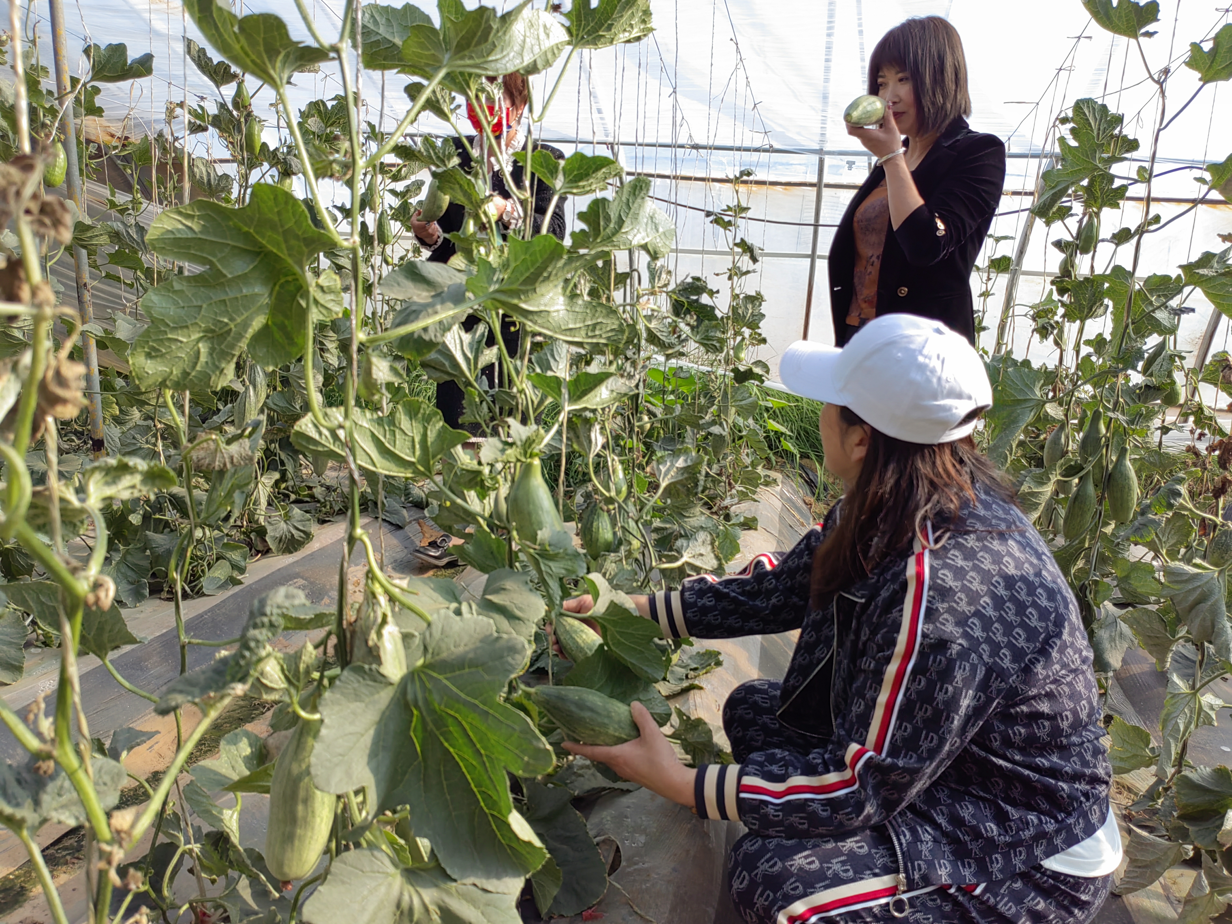 榆林市靖边县：头茬吊瓜上市“补位”水果淡季_fororder_微信图片_20220406112123