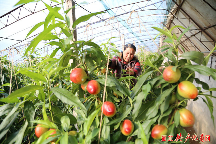 河北迁安：油桃满枝富农家