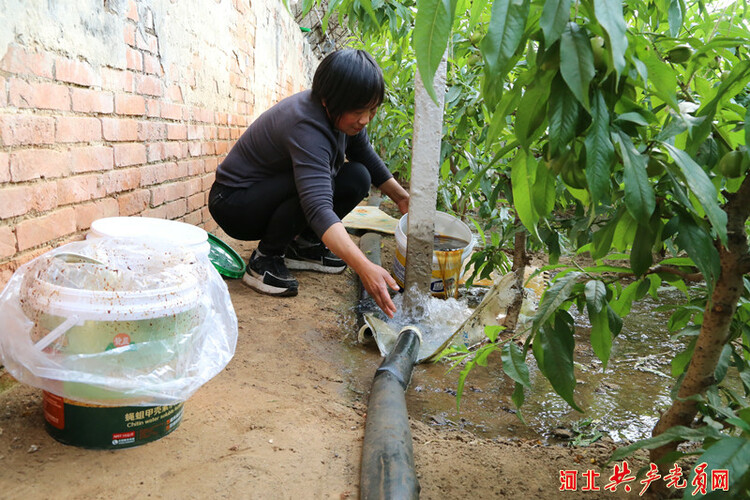 河北迁安：油桃满枝富农家