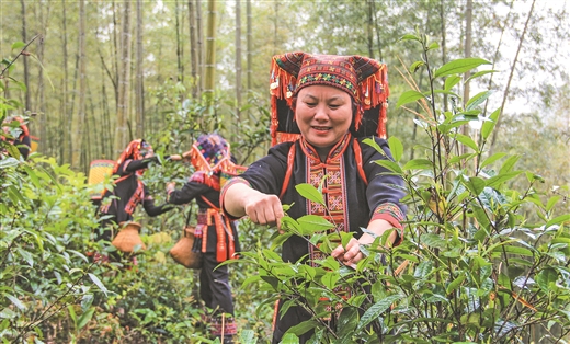 广西：瑶乡古树茶 清明又飘香