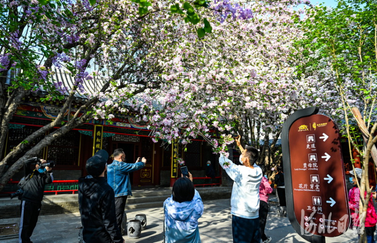 河北石家庄：正定荣国府海棠花开春意浓