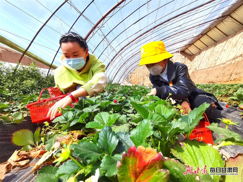 清明小长假 民乐近郊采摘游受追捧