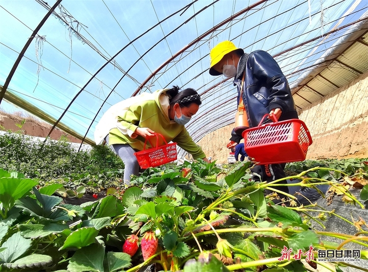 清明小长假 民乐近郊采摘游受追捧