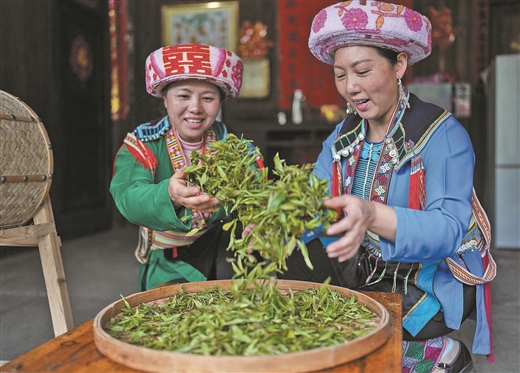 广西：瑶乡古树茶 清明又飘香