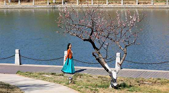 河北衡水：春之花宴惹人醉 芬芳美景变“钱”景