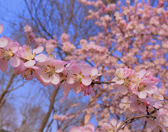 河北衡水：春之花宴惹人醉 芬芳美景变“钱”景