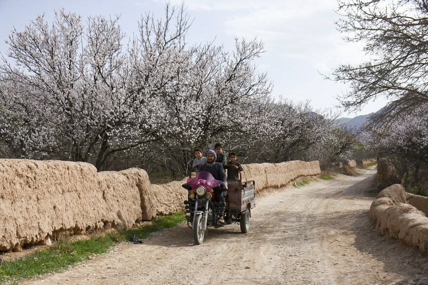 Asia Album: Almond Blossoms Herald Arrival of Spring in Afghanistan