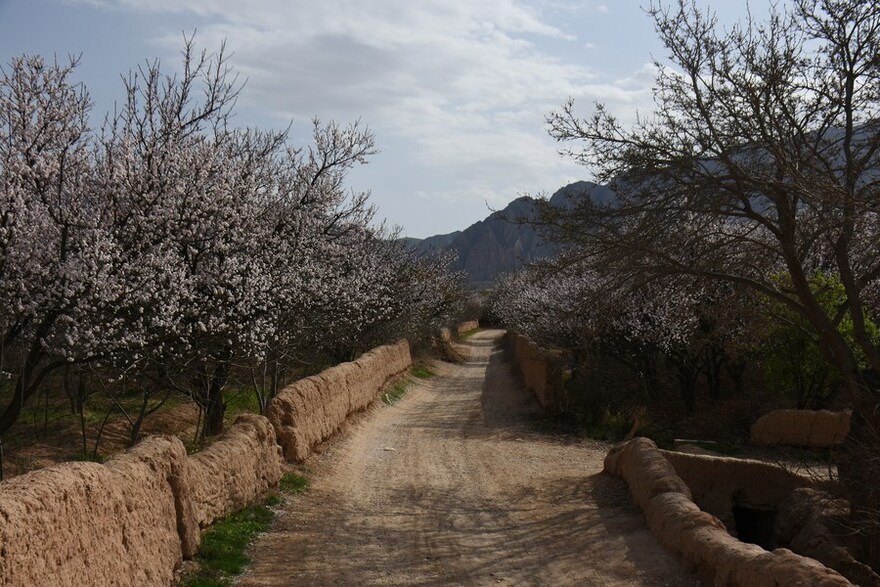 Asia Album: Almond Blossoms Herald Arrival of Spring in Afghanistan