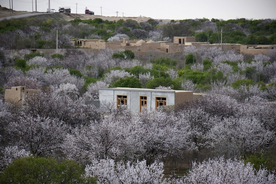 Asia Album: Almond Blossoms Herald Arrival of Spring in Afghanistan