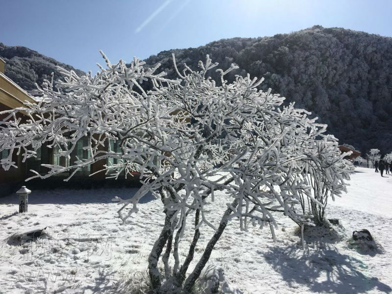 【渝情渝景　图文】雪后阳光照耀 金佛山景色美翻天