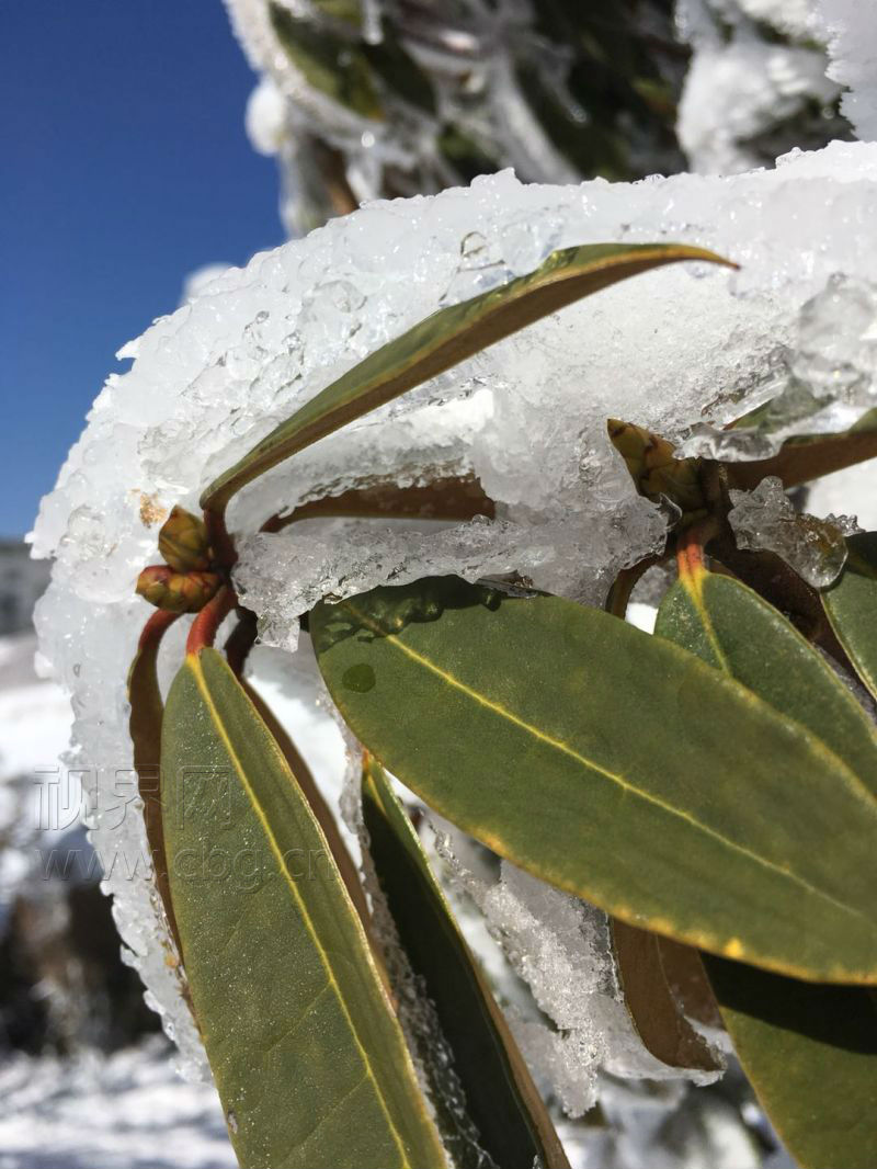 【渝情渝景　图文】雪后阳光照耀 金佛山景色美翻天